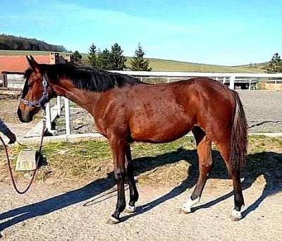 Prodám roční kobylku