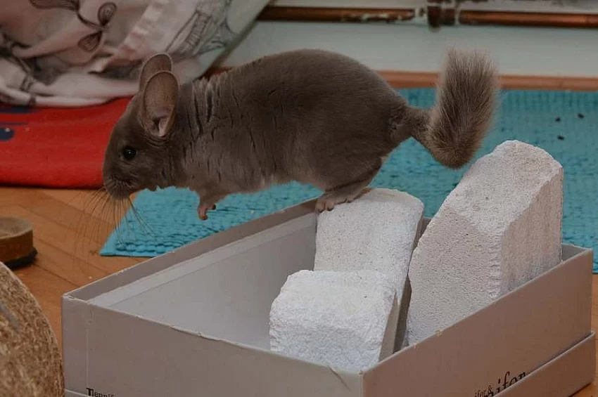 Prodám - sameček činčila ebony violet