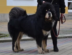 Tibetská doga štěňata s PP 2020/21