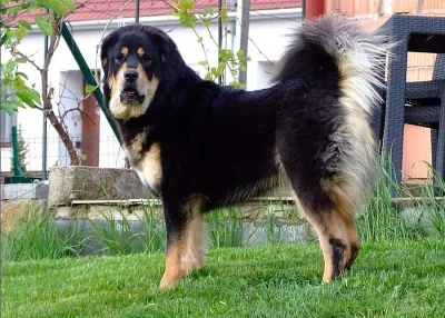 Tibetská doga štěňata s PP 2020/21