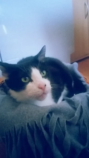Rychlé Jednání
