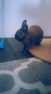 Rychlé Jednání