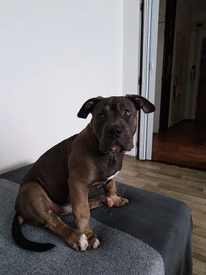 Prodám štěně staforda