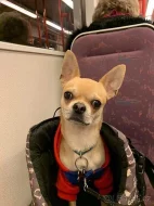 Čivava ke krytí 3 roky