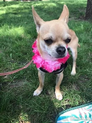 Čivava ke krytí 3 roky