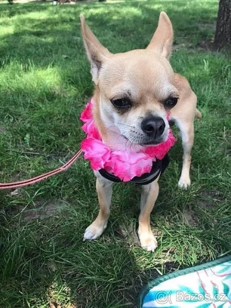 Čivava ke krytí 3 roky