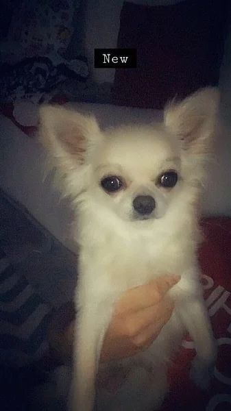 Čivava s PP (spěchá)