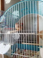 Daruji 2x žebřičku