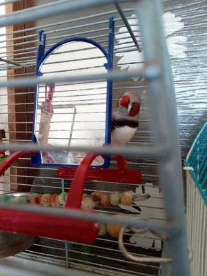 Daruji 2x žebřičku