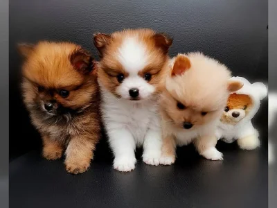 Pomeranian / špic štěňata