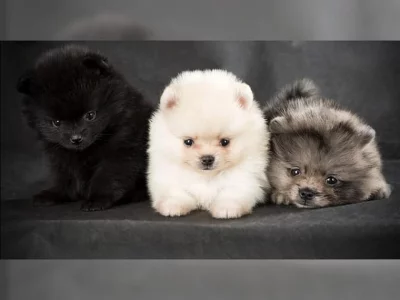 Pomeranian / špic štěňata