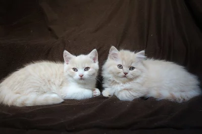 Britská koťata s PP