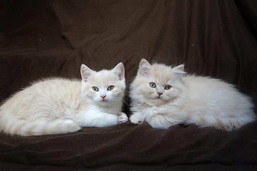 Britská koťata s PP