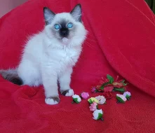 Kocourek plemene Ragdoll s PP