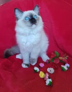 Kocourek plemene Ragdoll s PP