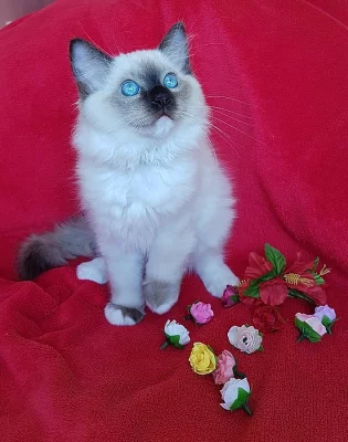 Kocourek plemene Ragdoll s PP