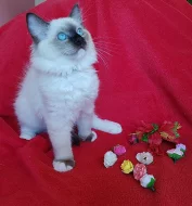 Kocourek plemene Ragdoll s PP