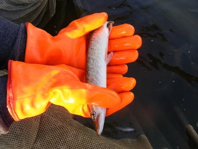 Prodám násadu štiky a candáta