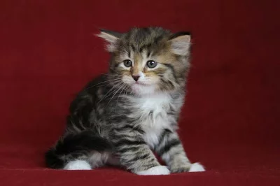 prodám sibiřská koťátka