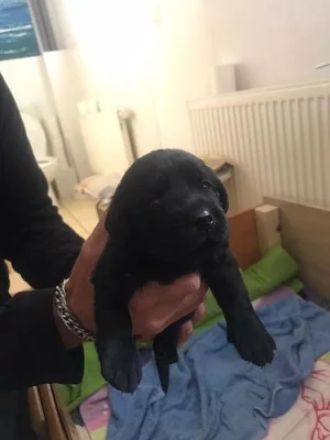 Prodám štěně Labradora-černé