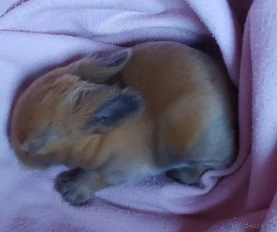 Zakrslí králíčci