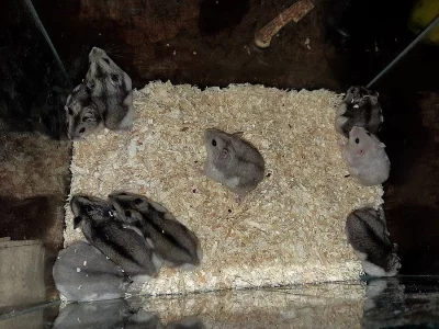 džungarský křečík / džungarák