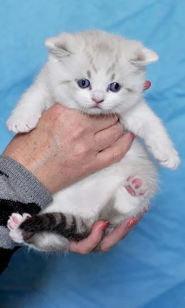 Britská koťátka s PP