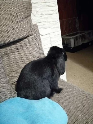 Daruji zakrspeho beranka