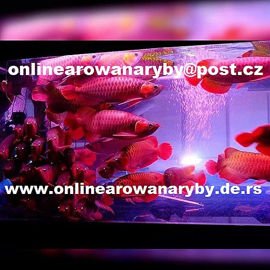 Kvalitní Arowana ryby na prodej z 10-35 cm