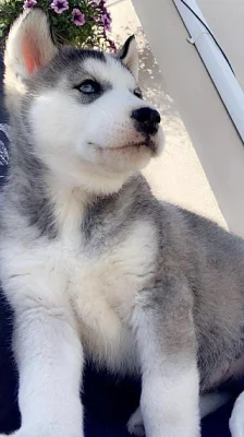 Sibiřský husky štěňata připravena k odchodu
