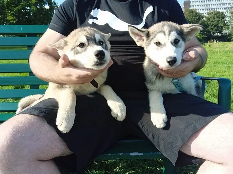 Sibiřský husky štěňata připravena k odchodu