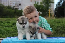 Sibiřský husky štěňata připravena k odchodu