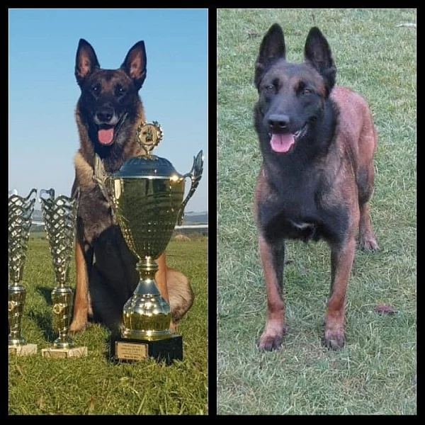 proddám štěňata BOM