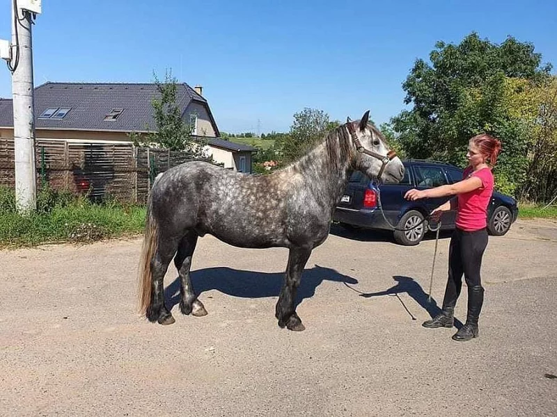 Fell pony