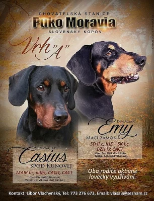 Slovenský kopov - štěňata