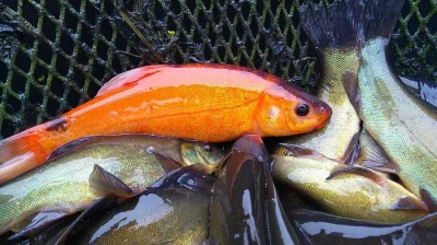 Lín zlatý dvouletý