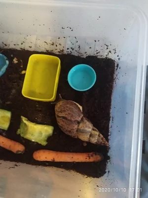 Daruji šneky-achatiny