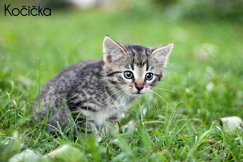 Darujeme koťátka