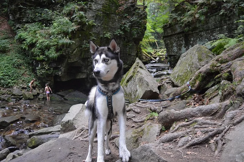 Sibiřský husky ke krytí
