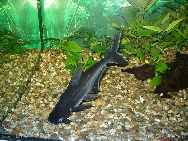 Sumeček žraločí (Pangas siamský)