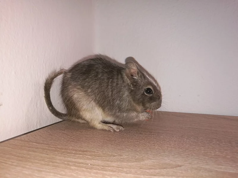 Osmák degu