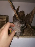 Osmák degu