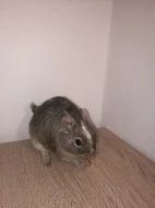 Osmák degu