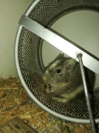 Osmák degu