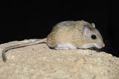 Pískomil štětkatý (Gerbillus dasyurus)