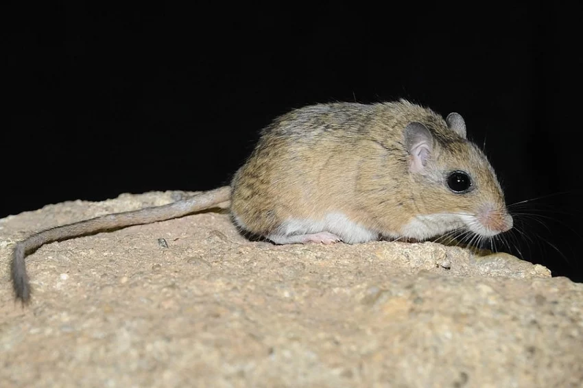Pískomil štětkatý (Gerbillus dasyurus)
