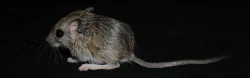 Pískomil štětkatý (Gerbillus dasyurus)