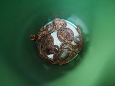 Hroznýš madagaskarský (Acrantophis madagascariensis)