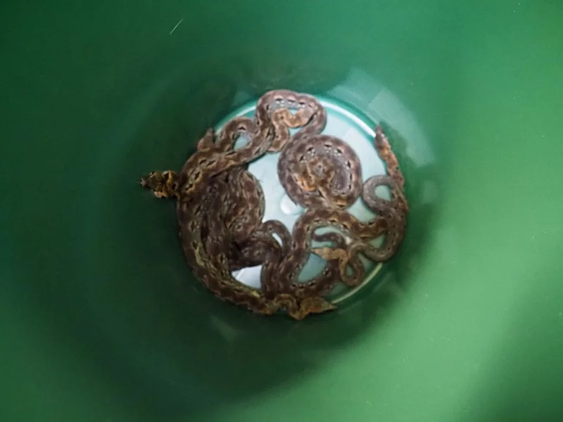 Hroznýš madagaskarský (Acrantophis madagascariensis)