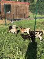 Prodám zakrslé holandské kozy